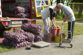 «Крэатыўны кансьпіралягічны ход». Чаму Лукашэнка ўсё шукае вінаватых у «бульбяной змове»